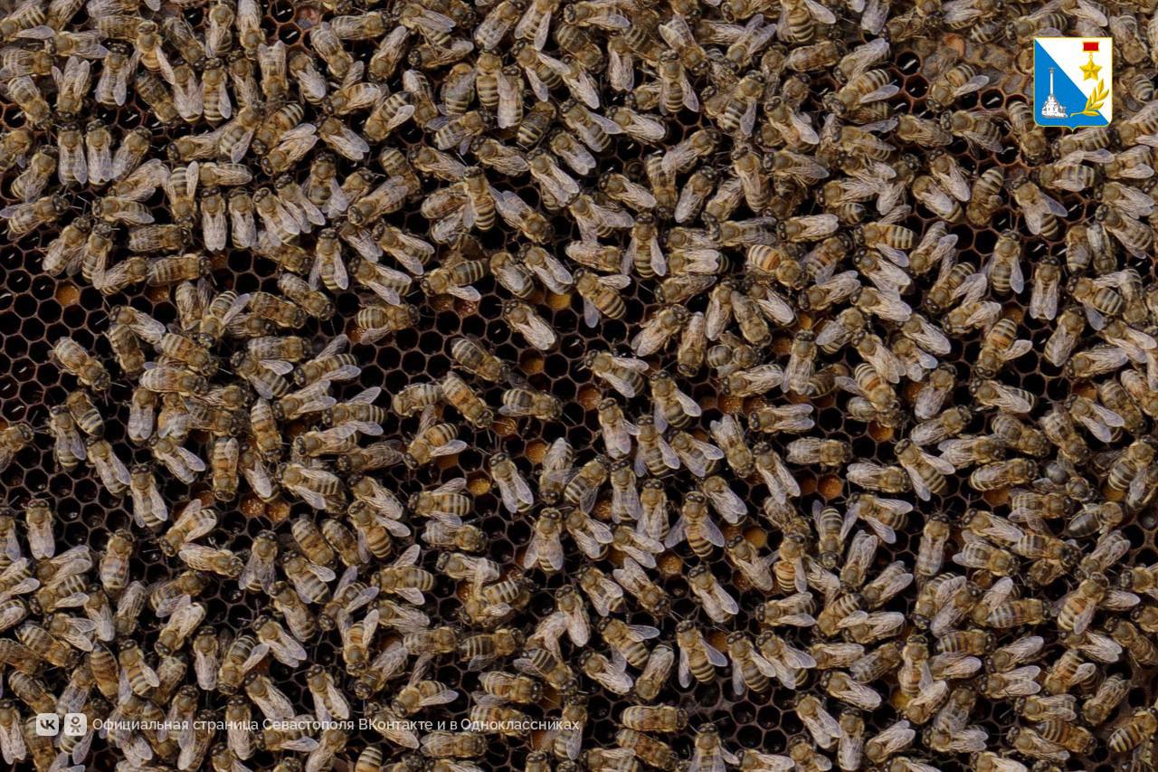 Поддерживаем пчеловодов. Пасека Виталия Ливицкого с 2018 года получил более 2 млн рублей субсидий — на закупку оборудования, расширение поголовья и развитие производства пчелопакетов, востребованных по всему Югу России Поддерживаем пчеловодов. Пасека Виталия Ливицкого с 2018 года получил более 2 млн рублей субсидий — на закупку оборудования, расширение поголовья и развитие производства пчелопакетов, востребованных по всему Югу России