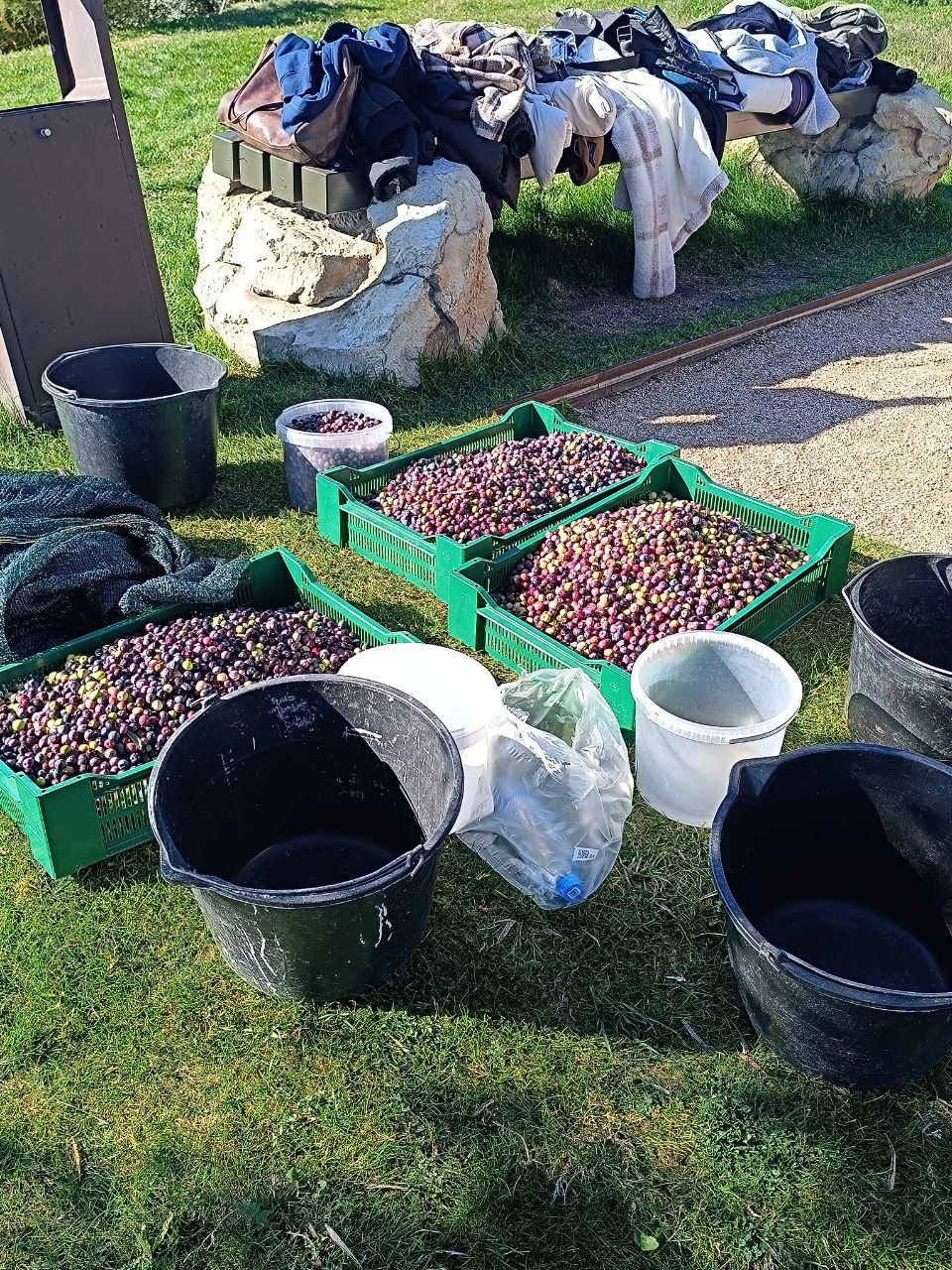 Студенты СевГУ за день собрали 70 килограммов оливок в винном парке «Мрия» Студенты СевГУ за день собрали 70 килограммов оливок в винном парке «Мрия»