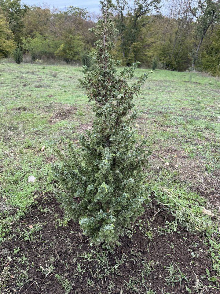 В Севастополе завершён важный этап рекультивации свалки «Суздальские высоты» В Севастополе завершён важный этап рекультивации свалки «Суздальские высоты»