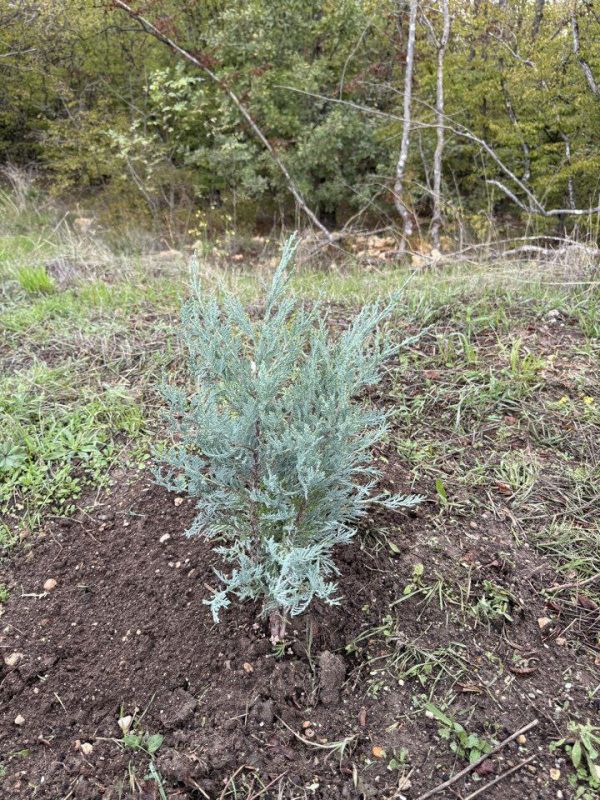 � ����������� �������� ������ ���� ������������� ������ ������������ �������