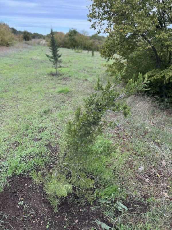 � ����������� ��������� ������������� ������ ������ ������������ �������