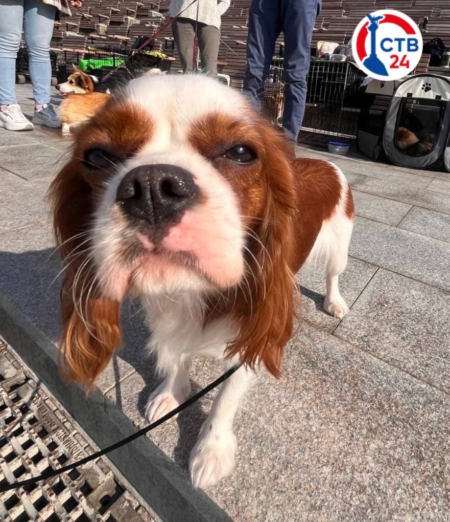 В Новом Херсонесе прошла благотворительная выставка собак «Хрюнстон приглашает друзей»