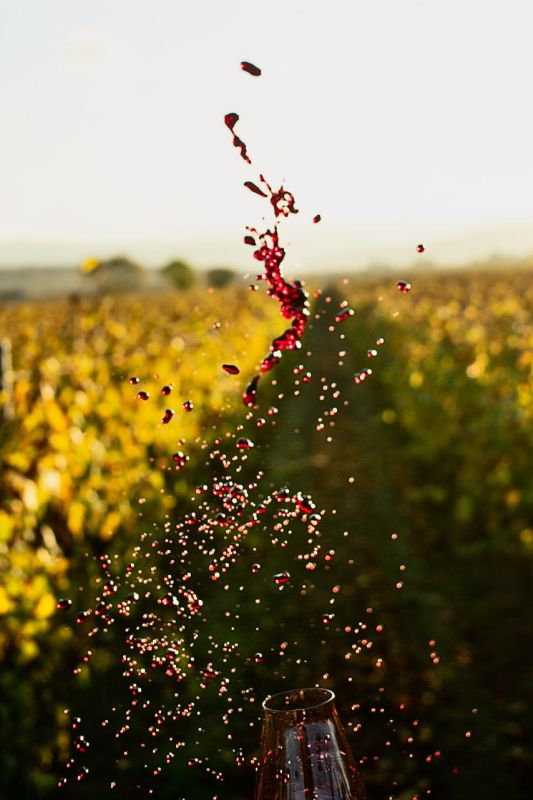 ������ ���������: ��������������� ���� ��������� ������, ������� � ������ � China Wine Competition � ��������, ������� �������� �������� � ��������