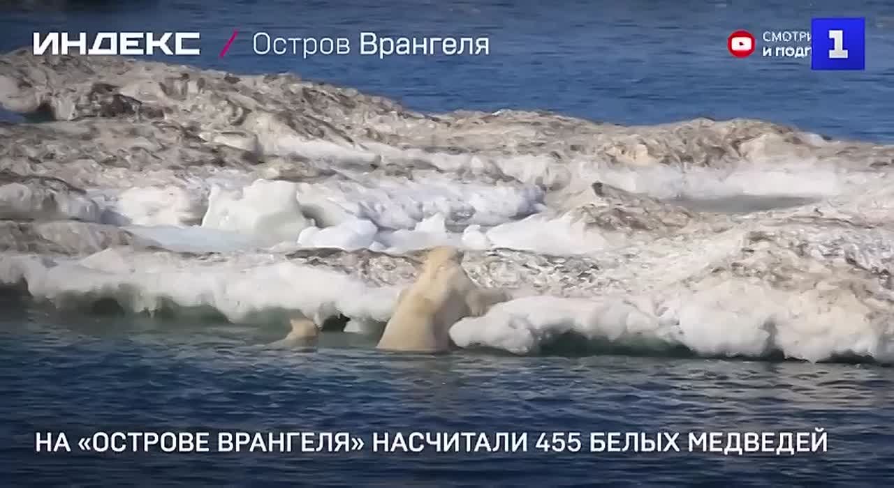 В заповеднике «Остров Врангеля» провели осенний учёт белых медведей