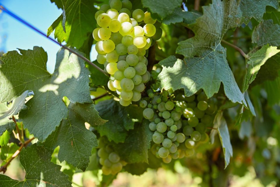 ������ ���������: ��������������� ���� ��������� ������, ������� � ������ � China Wine Competition � ��������, ������� �������� �������� � ��������