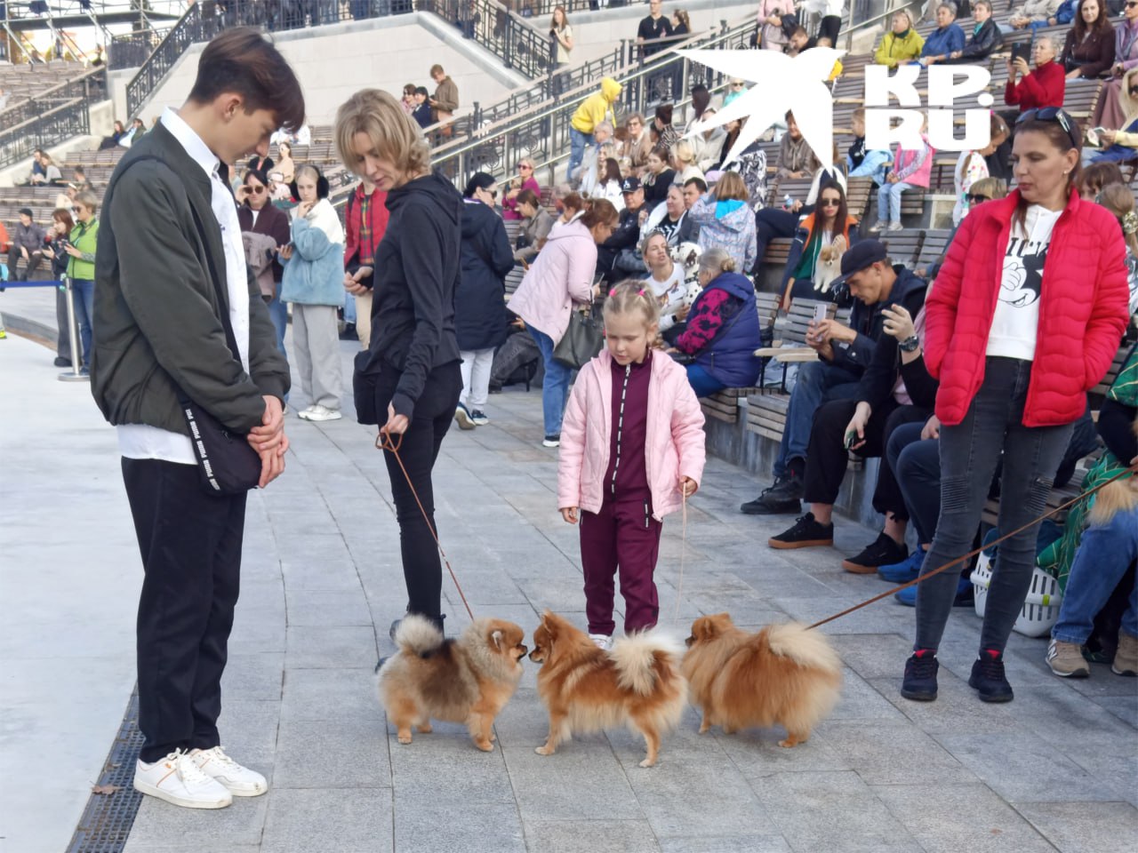 В Севастополе прошла душевная выставка собак «Хрюнстон приглашает друзей»! В Севастополе прошла душевная выставка собак «Хрюнстон приглашает друзей»!