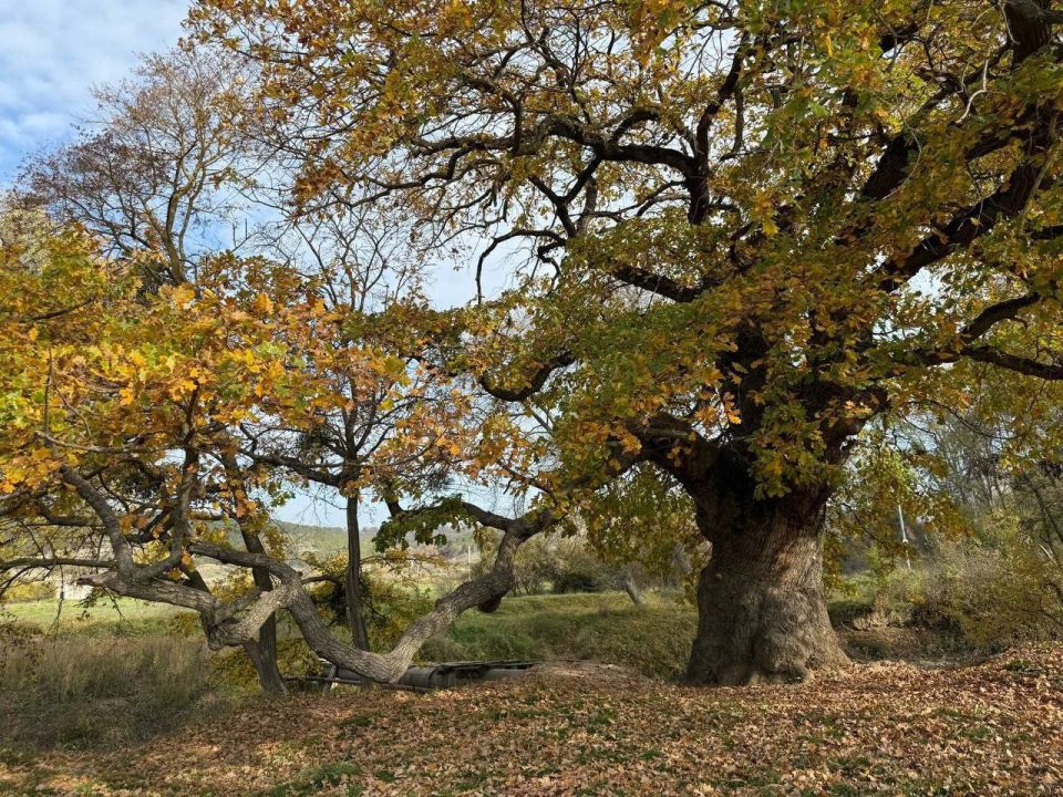 � ����������� �������� ������ �� ������������ ���������������� �����