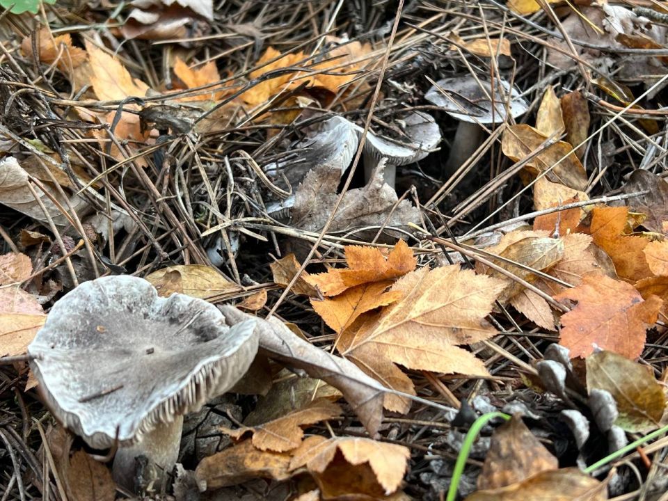 �������, �����, ������ � ��������� ���: ��� ����������� �� ������