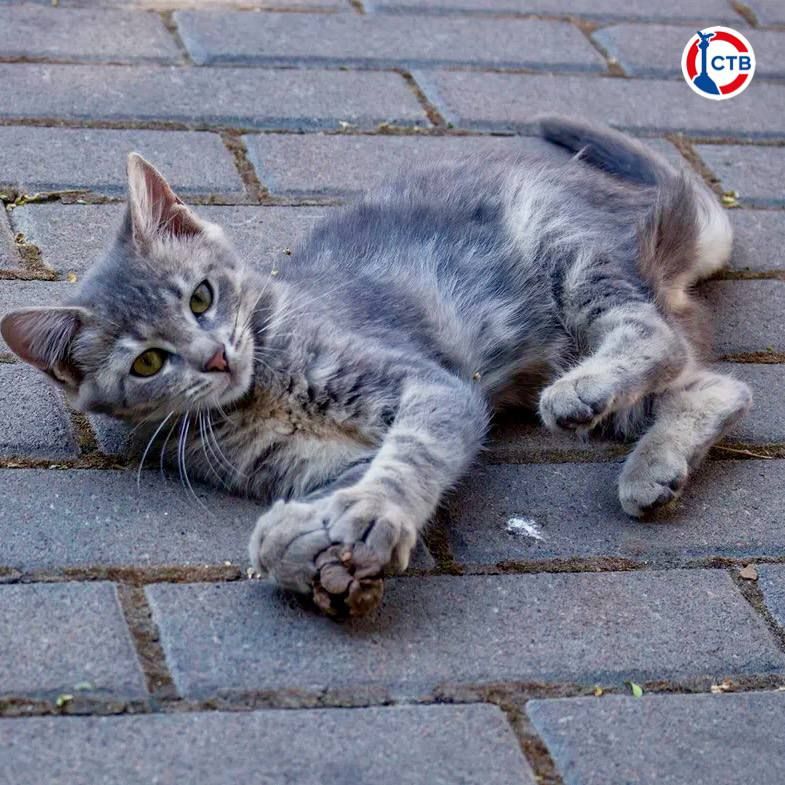 ������������ ����������� ���������� ��������� ������������� ����� � ����� ������ ���������