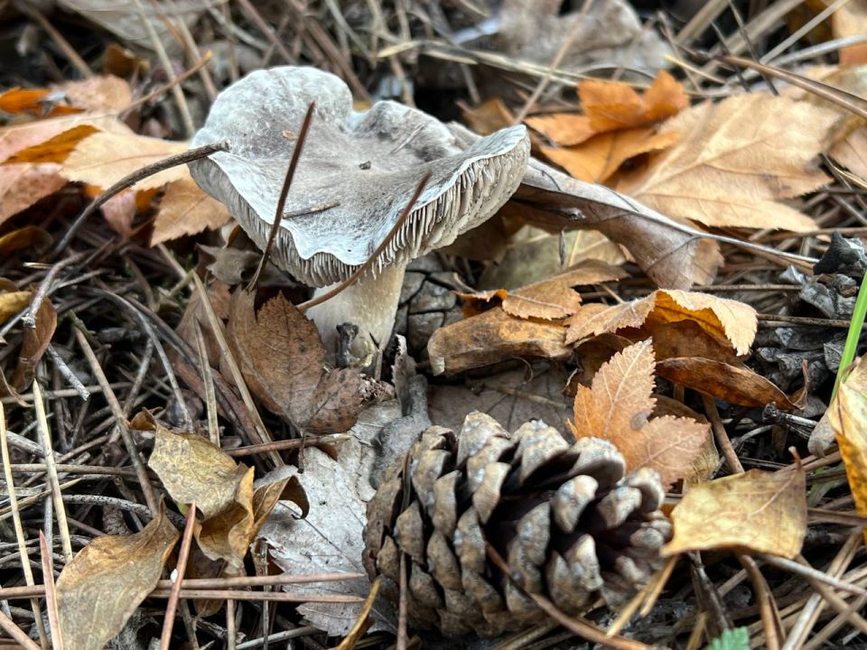 �������, �����, ������ � ��������� ���: ��� ����������� �� ������