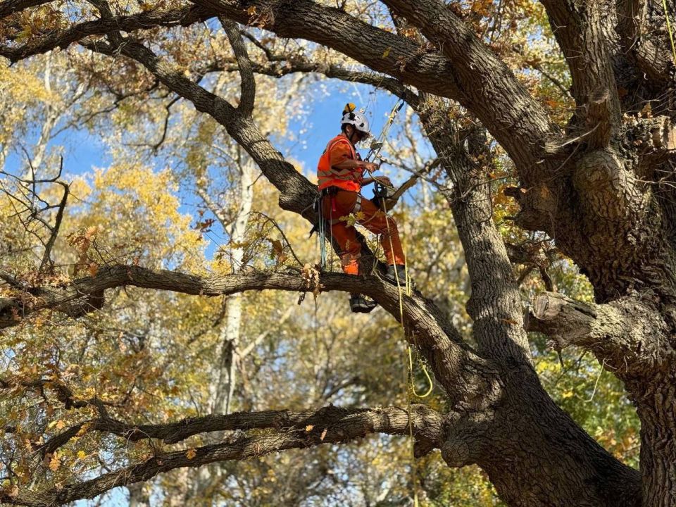 ������ ���������: ������� ����������� ���������� � ������������ ���������� ������� � ���������������� �����