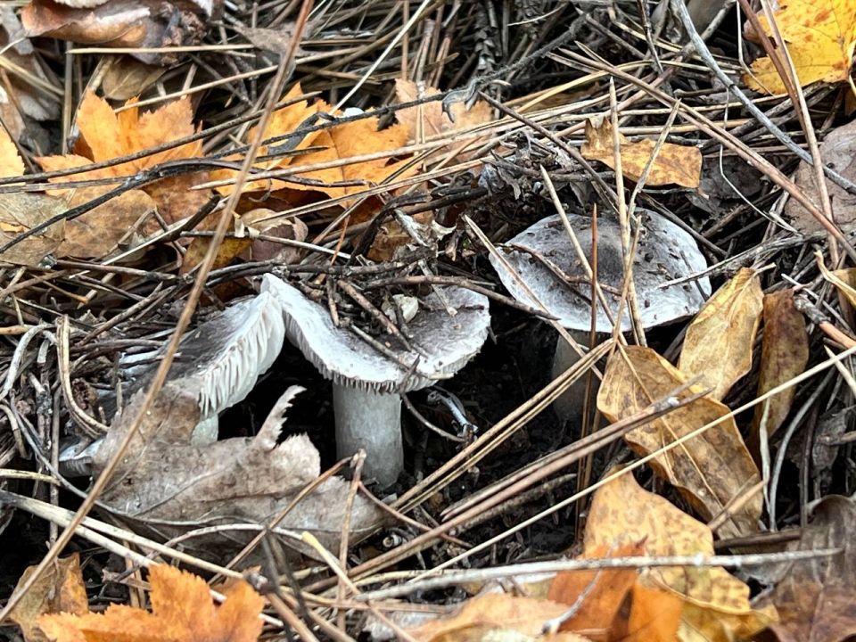 �������, �����, ������ � ��������� ���: ��� ����������� �� ������