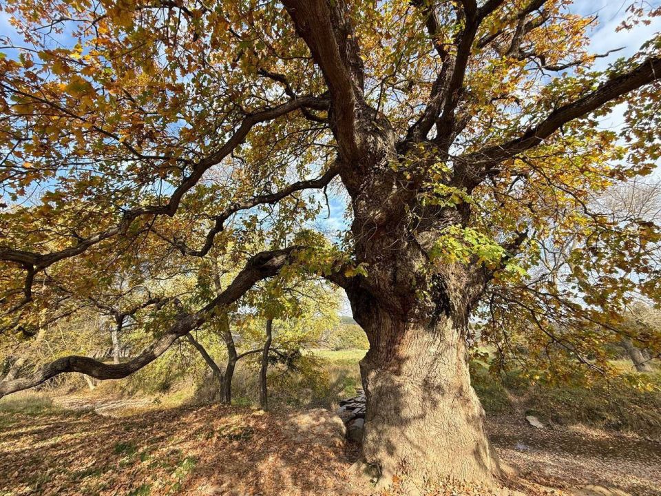 ������ ���������: ������� ����������� ���������� � ������������ ���������� ������� � ���������������� �����