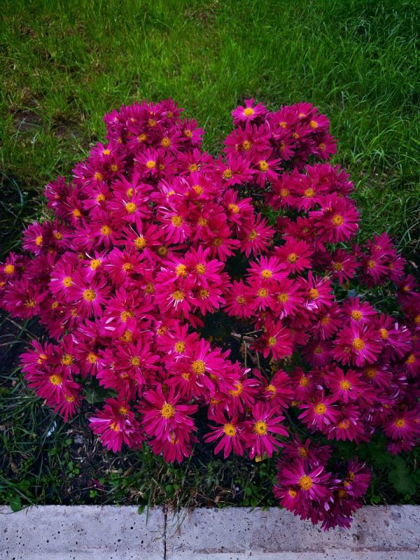 #Что за растение?. Аккуратные сферические кусты, сплошь покрытые мелкими цветками