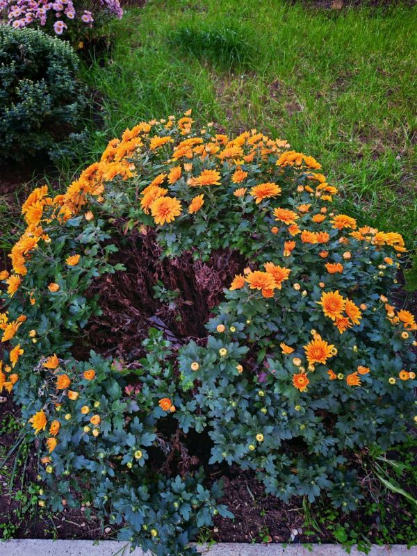 #��� �� ��������?. ���������� ����������� �����, ������ �������� ������� ��������