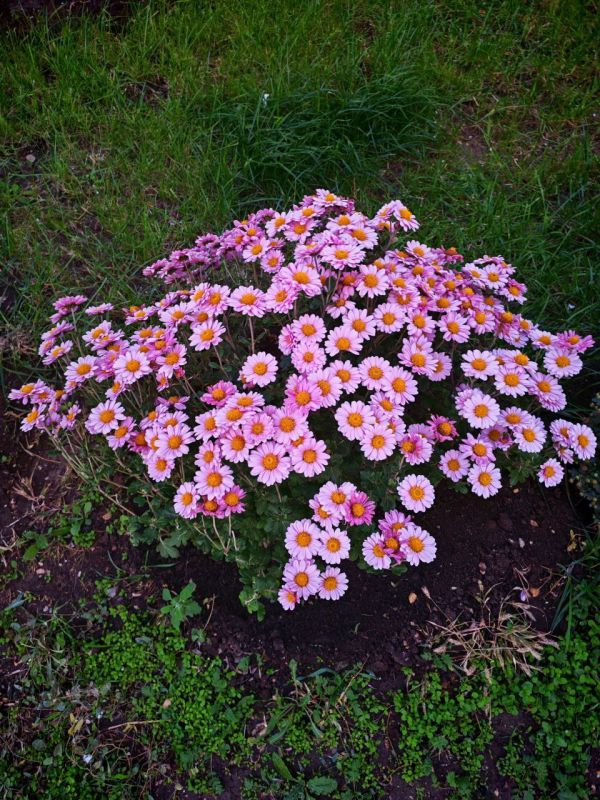 #��� �� ��������?. ���������� ����������� �����, ������ �������� ������� ��������