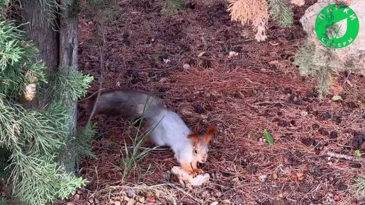 «Парки и скверы» уделяют особое внимание зелёным насаждениям Севастополя