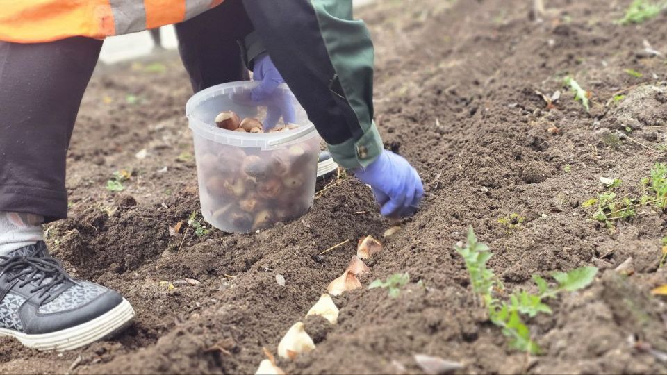 На городских клумбах Балаклавы началась высадка тюльпанов На городских клумбах Балаклавы началась высадка тюльпанов