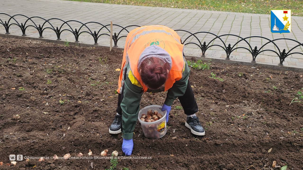 Высаживаем тюльпаны в Балаклаве Высаживаем тюльпаны в Балаклаве