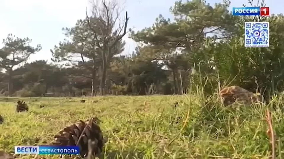 Гагаринский район Севастополя в этот четверг отметит 50-летие