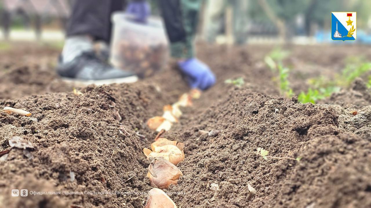 Высаживаем тюльпаны в Балаклаве Высаживаем тюльпаны в Балаклаве