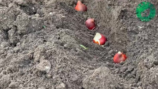 Специалисты «Парков и скверов» продолжают готовить городские клумбы к весне