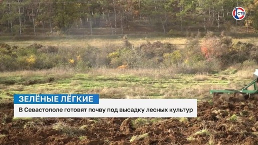В Севастополе продолжается подготовка к высадке лесных культур