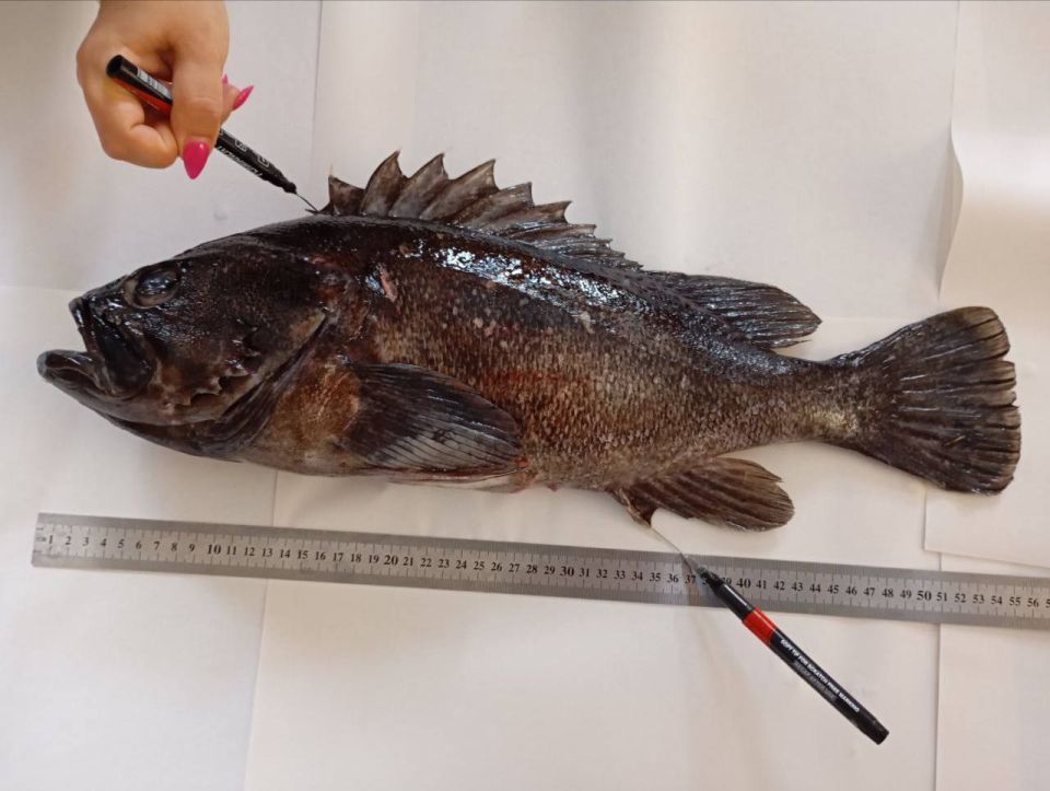 ��������� ����� �������� � ׸���� ���� � ����� �������� ������� ����������