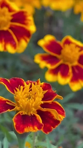   .        ? ForPost/ ForPost  MAX