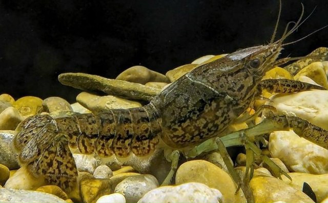 В реках Севастополя и Крыма учёные нашли опасного "пришельца" — мраморного рака