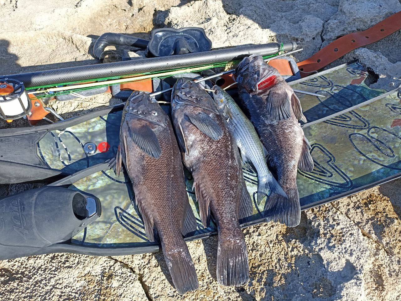 Корейский окунь прижился в Чёрном море и может изменить местную экосистему Корейский окунь прижился в Чёрном море и может изменить местную экосистему