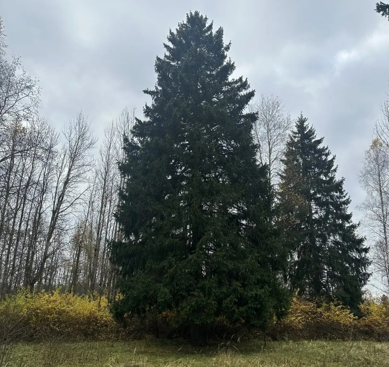 Главную новогоднюю ель России выбрали в Московской области