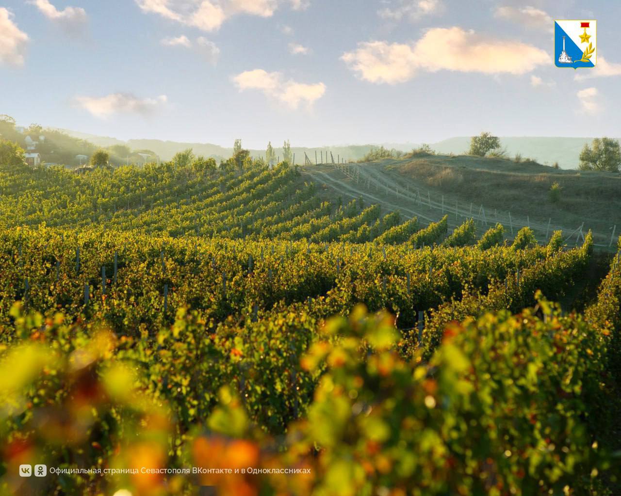 Подвели итоги конкурса на субсидирование виноградарства и виноделия