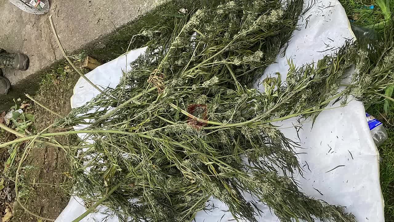 В Севастополе сотрудники полиции задержали подозреваемого в незаконном хранении наркосодержащих растений в крупном размере