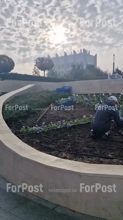 На клумбе Матросского бульвара высадили цветочный Андреевский флаг