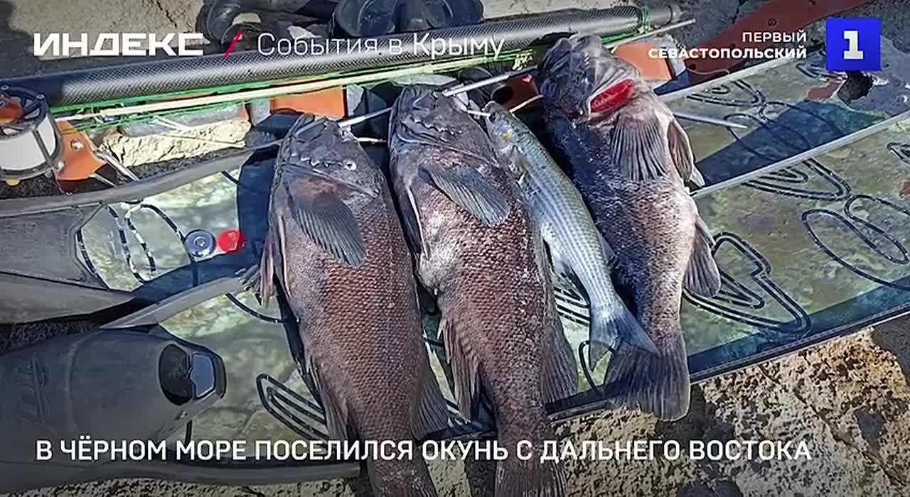 Хищный окунь с Дальнего Востока проник в Чёрное море и может изменить его экосистему