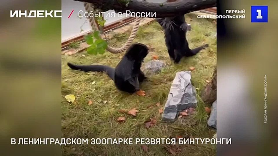 � ������������� �������� �������� ����������