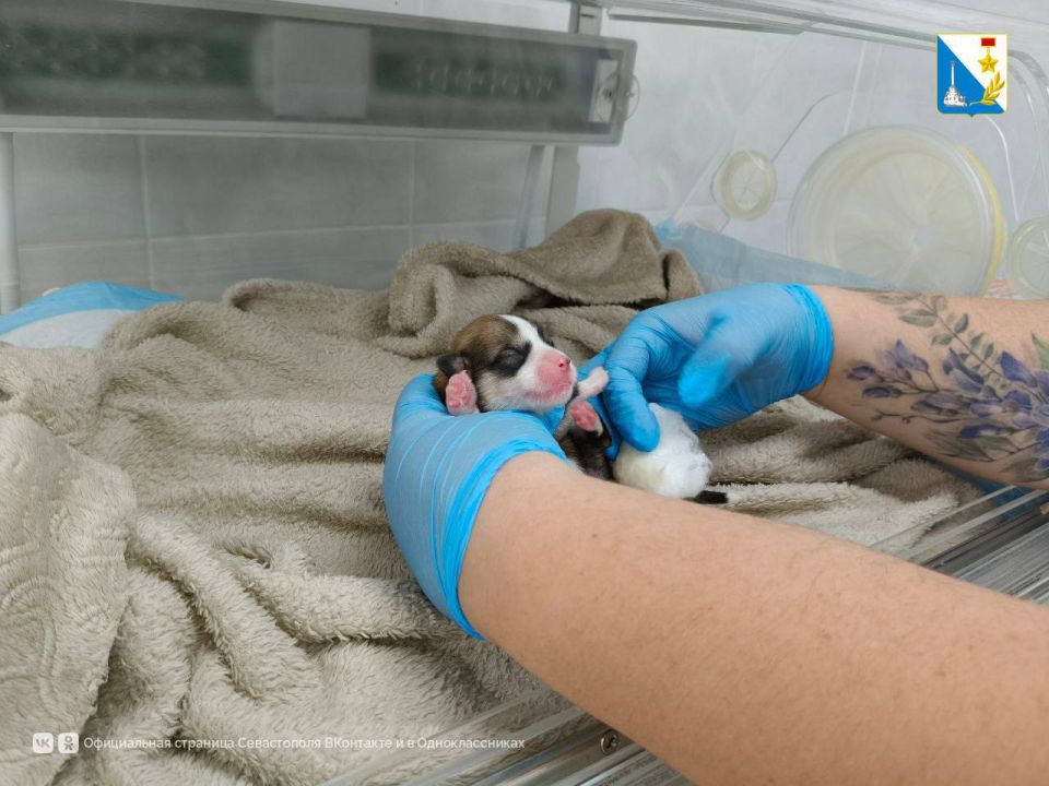 � ������������� ����������� ���������� ������ ����� �����