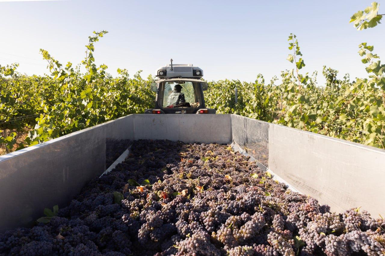 Россия показывает один из самых высоких темпов роста площадей виноградников