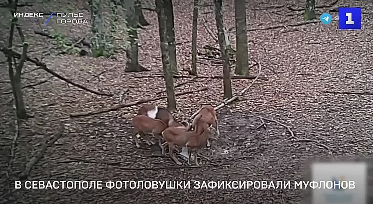 В Севастополе фотоловушки зафиксировали муфлонов