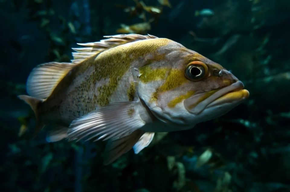 ������ ���������. ׸���� ���� ����������� ����� ���������� ���