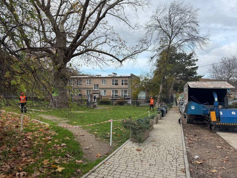 В Терновке начали оздоровление 200-летнего платана Палласа В Терновке начали оздоровление 200-летнего платана Палласа