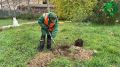 В Сквере 60-летия СССР специалисты успешно завершили высадку павловнии и сосен