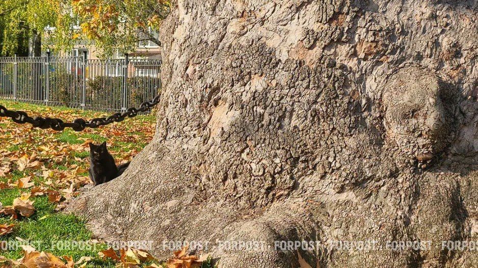 230-������� ������� ������� � ����������� �������� ����������� "����������"