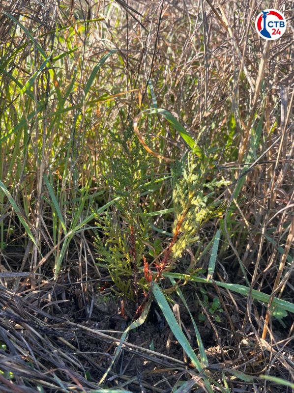 � ������������� ������������ �������� ��� ������ ������� ��������