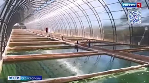 Как улучшить здоровье устриц в питомниках? Ответ на этот вопрос нашли учёные Института биологии южных морей