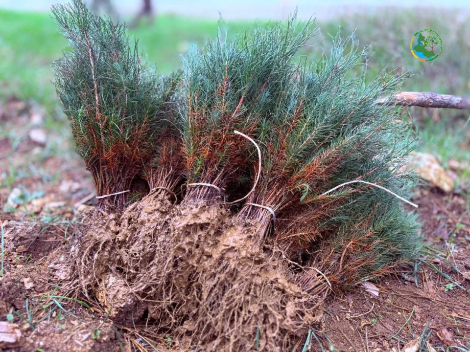 � ������������� ����������� �������� ��� ������ ������� �������� � ������ ���������� ������ �������