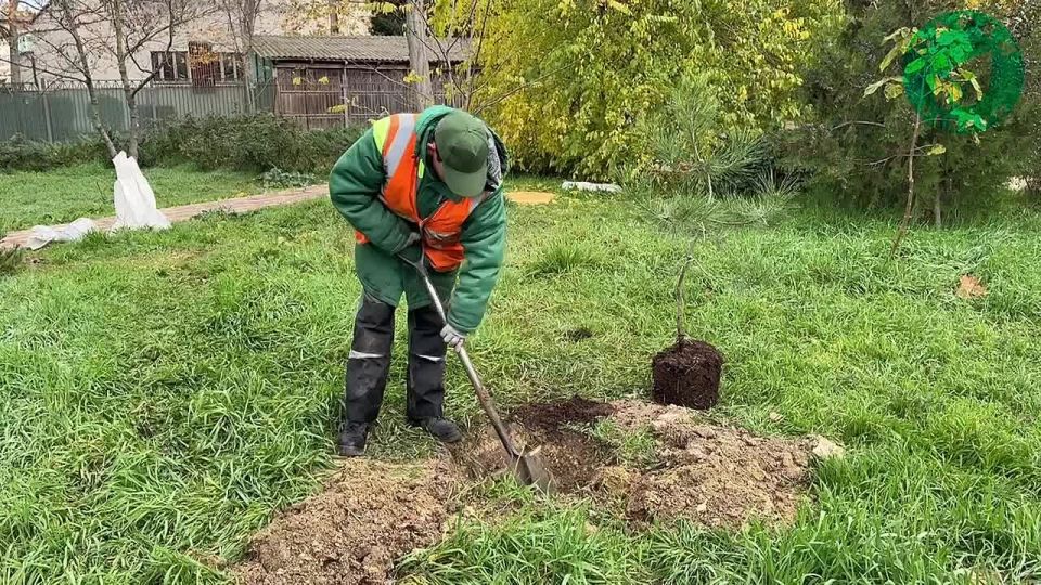 В Сквере 60-летия СССР специалисты успешно завершили высадку павловнии и сосен