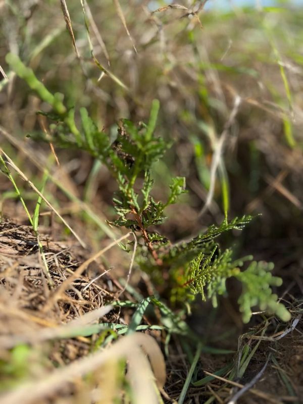 � ������������� ����������� �������� ��� ������ ������� �������� � ������ ���������� ������ �������