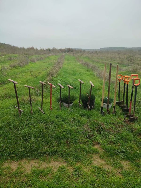 В Мекензиевском лесничестве высадили три тысячи молодых деревьев в рамках дополнения лесных культур